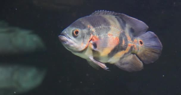 この映像はオスカーの魚の静かな動きを捉え その活気に満ちた色彩とダイナミックな性格で知られる人気の淡水種です — ストック動画