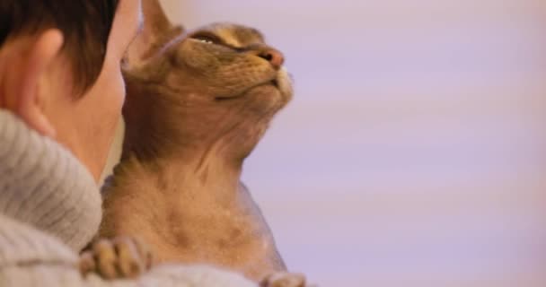 この魅惑的なスローモーション映像では スフィンクス猫は飼い主の腕の近くに保持され 愛情と信頼のタッチテーブルを作成します 猫の肌とその穏やかさの詳細な質感 — ストック動画