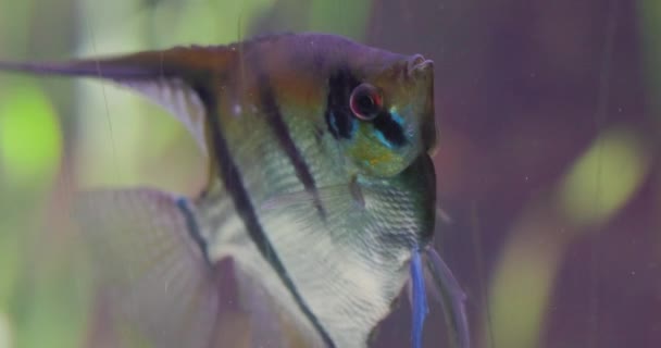 Кадры Показывают Нежные Уравновешенные Движения Рыб Ангелов Плавающих Домашнем Аквариуме — стоковое видео