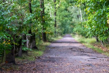 Bu görüntü bir orman yolunun davetkar özünü yakalar, izleyiciyi doğal bir sükunet dünyasına götürür. Bu patika, dökülen yapraklarla dağılmış ve sonbahar yapraklarıyla çevrili.