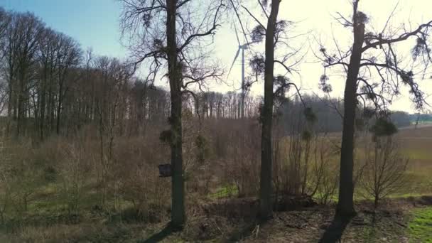 这段录像捕捉到了早春森林宁静的本质 光秃秃的树木高高地立在蓝蓝的天空中 冬季的严寒使季节之间的过渡变得显而易见 — 图库视频影像