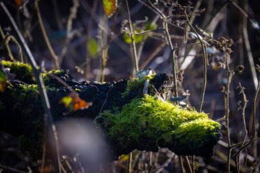 This image captures the small wonders of a forest ecosystem, highlighting a patch of vibrant green moss thriving on a decaying log. The mosss lush textures are illuminated by a shaft of sunlight that clipart