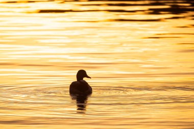Görüntü, gün batımında suyun pırıl pırıl, altın yüzeyine yaslanmış bir ördeğin huzurlu görüntüsünü yakalıyor. Ördeğin etrafındaki dalgalanmalar güneşin yansımasıyla vurgulanır.