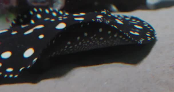 这段迷人的镜头展现了自然水生环境中斑斑的黄貂鱼的奇异美丽 明亮的白斑在明亮的身体的黑暗背景下显得格外醒目 — 图库视频影像