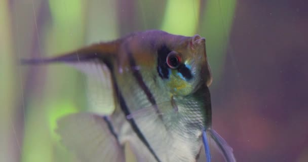 Questo Filmato Rallentatore Presenta Sereno Scorrere Pesce Angelo All Interno — Video Stock