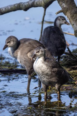A pair of young Eurasian coots, Fulica atra, wade through shallow waters, surrounded by natural lake vegetation and fallen branches. Eurasian Coot Juveniles Exploring a Lakeside Habitat. High quality clipart