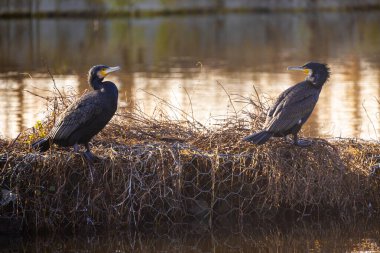 Bu görüntüde, iki Büyük Karabatak deniz kıyısındaki kuru, sazla kaplı bir kıyıya tünemiş. Siyah tüyleri ve belirgin sarı yüz izleriyle tanınan kuşlar ters yönlere bakıyor.