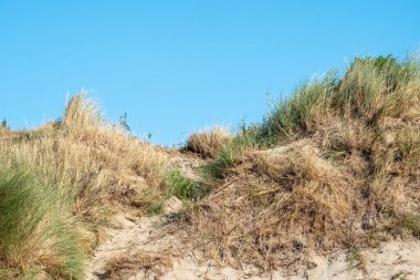 Dinamik kumul manzarasının canlı bir tasviri, açık mavi gökyüzüne karşı değişen yeşil ve sarı tonlarda rüzgarla süpürülen otların katmanları. Çimenlerin dokusu ve hareketi