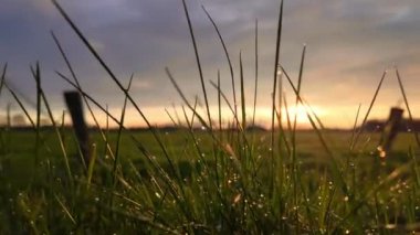 Bu yavaş çekim videosu kırsal bir ortamda altın bir günbatımının dingin güzelliğini yansıtıyor. Kamera, parlayan çiy damlalarına odaklanıyor. Solgun güneşin arkadan aydınlattığı çimen yapraklarına tutunuyor. Şey...