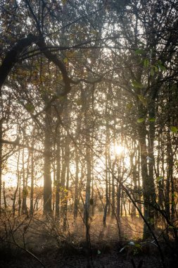 Bu görüntü gündoğumunda bir ormanın dingin güzelliğini yakalar. Yumuşak, altın güneş ışığı yoğun dallar ağının içinden akar, göz kamaştırıcı bir güneş parıltısı ve nazik bir görüntü yaratır.
