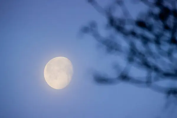 stock image This evocative image features a bright full moon shining through the delicate, blurred silhouette of tree branches. The moon is crisp and detailed, allowing for clear visibility of its surface