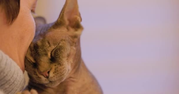 Tento Dojemný Záběr Zachycuje Kočku Sphynx Okamžiku Náklonnosti Spokojeně Zavírá — Stock video