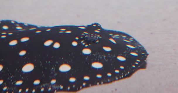 这个鱼群的镜头显示了一个斑斑扁平鱼的详细特写 很可能是一种比目鱼 隐藏在沙质海底 其独特的白色斑点和黑暗的身体 — 图库视频影像