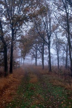 Bu anımsatıcı görüntü, sisle kaplanmış bir sonbahar patikasının geçici güzelliğini yakalıyor. Ağaçların siluetleri, son yapraklarına tutunarak, halı döşeli bir yol üzerinde sessiz nöbetçiler gibi duruyorlar.