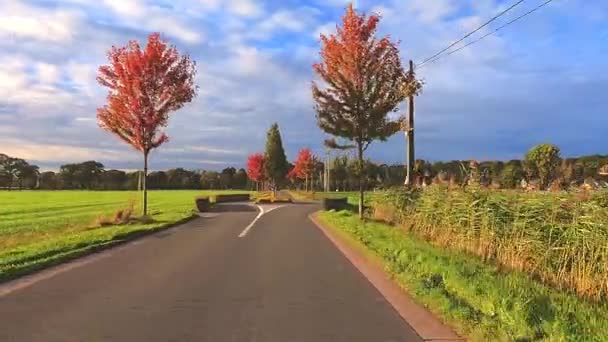 Video Captura Tranquilo Viaje Por Carretera Bordeado Por Árboles Con — Vídeos de Stock