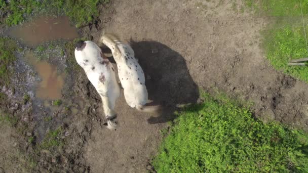 这个无人驾驶飞机的镜头捕捉到两匹马 一匹是白马 一匹是斑马 在一片泥泞的田野里吃草 独特的空中景观凸显了生机勃勃的绿色植被与 — 图库视频影像