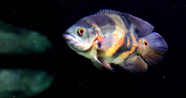 Questo Filmato Rallentatore Cattura Magnificamente Volo Sereno Maestoso Pesce Oscar — Video Stock