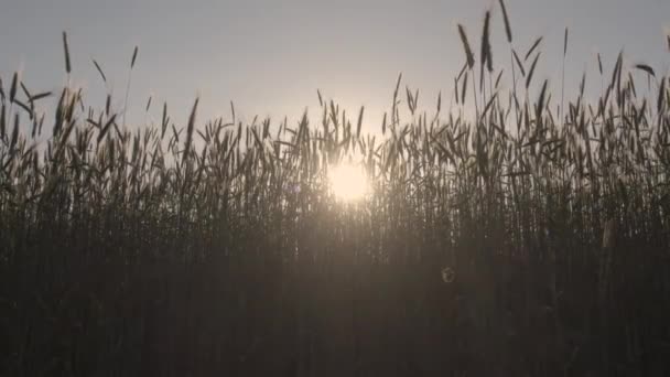 Аварійний Схід Сонця Яко Освітлює Величезне Поле Високої Пшениці Кидаючи — стокове відео