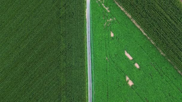 Captivating Drone Footage Provides Unique Aerial Perspective Dividing Pathway Slicing — Stock video