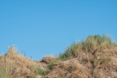 An image capturing the subtle beauty of coastal dunes with sparse tufts of hardy grass clumps dotting the sandy hills. The clear blue sky stretches above, lending a calm backdrop to this serene clipart