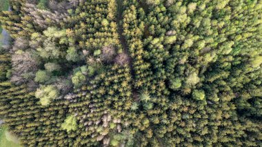 This aerial photograph captures the dense, lush canopy of a forest, showcasing a rich tapestry of various shades of green. The texture of the treetops ranges from the dark hues of mature conifers to clipart