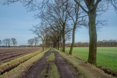 The image portrays a typical winter scene in the countryside, featuring a narrow, muddy trail cutting through plowed fields, with bare trees standing sentinel on either side. The sky is clear