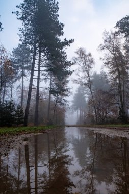 This image beautifully captures the quiet allure of a misty forest at dawn. A vast puddle on the trail creates a reflective surface, mirroring the towering pines and the delicate tracery of bare