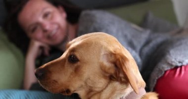Altın Labrador Retriever yakın plan. İtaatkar köpek oturma odasında yerde oturuyor, kameradan uzağa bakıyor ve poz veriyor. Mutlu evcil hayvan konsepti, en iyi arkadaşlar. Yüksek kalite 4k görüntü