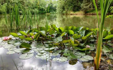 Nilüferlerle, sazlıklarla sakin sulara yansıyan ağaçlarla sakin göl manzarası sakin bir atmosfer yaratıyor.