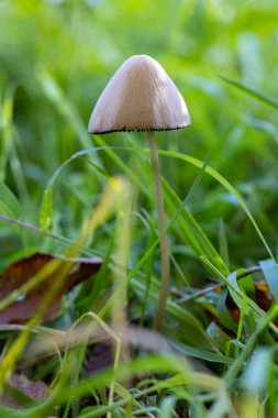 Çimenlerde, küçük bir mantarın filizlendiği görülüyor. Varlığıyla doğal manzaraya katkı sağlar, ahşap ve zemin örtüsüyle harmanlanır.