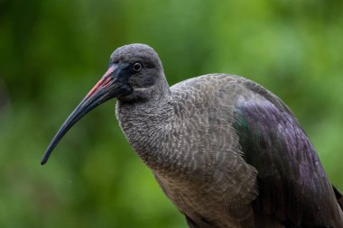 Bu, yemyeşil bir ortamda uzun kavisli gagalı bir Hada Ibis 'in yakın plan fotoğrafı.