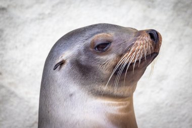 Gözleri kapalı dinlenen bir deniz aslanının yüksek çözünürlüklü görüntüsü, bıyıklarını ve tüylerini gösteriyor..
