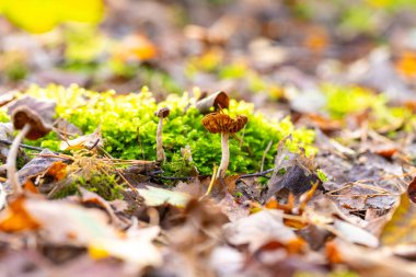 Doğal bir ortamda yosun yatağından çıkan bir mantar kümesi. Anahtar sözcükler Bitki, Karasal bitki, Ahşap, Çimen, Yaprak, Kapatma, Çiçek Fabrikası, Vasküler Arazi Bitkisi