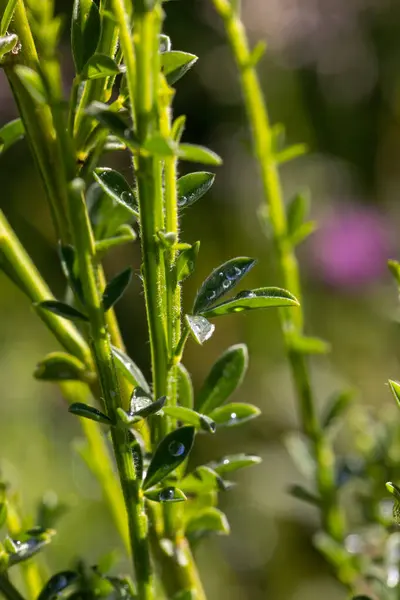 stock image Detailed close-up image of lush green stems and leaves in natural sunlight, with visible water droplets.