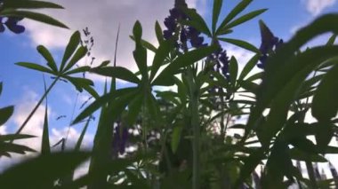 Düşük açılı yeşil yapraklar ve mor lupin çiçekleri mavi gökyüzü ve arka planda bulutlar.