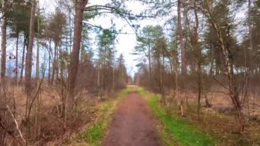Baharın başında huzurlu bir orman yolunda dolaş, doğanın huzur dolu güzelliğini ve sakinliğini yakala.