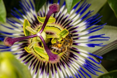 Arı nektarı toplayan tutkulu bir çiçeğin detaylı görüntüsü, karmaşık detayları vurguluyor..