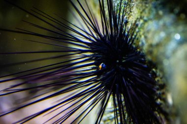 Su altındaki bir kayaya bağlı uzun dikenli Karadeniz kestanesinin detaylı görüntüleri..