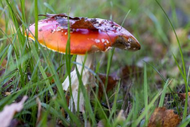 Çimenlerde kırmızı ve beyaz bir mantar ortaya çıkar. Canlı renkleri ve eşsiz formuyla doğal dünyaya güzellik katan bir karasal bitki.