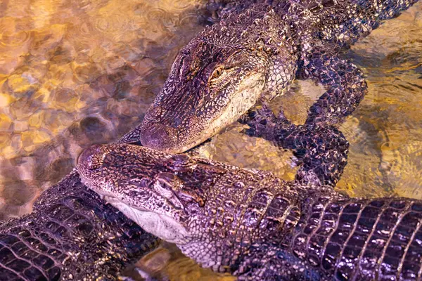 stock image A fascinating close-up image of two alligators interacting in shallow water with visible skin textures.