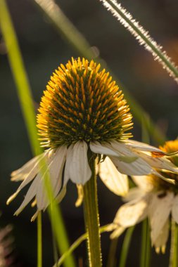 Sabah ışığında güzel bir Echinacea çiçeğinin yakın çekimi karmaşık ayrıntıları ve narin güzelliği gözler önüne serer.