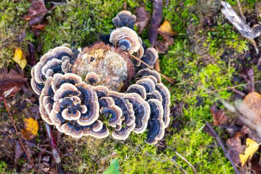 Doğal ortamda yemyeşil yosunlu bir yüzey üzerinde büyüyen bir mantarın yakın çekimi
