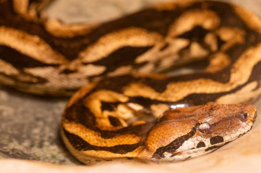 Birmanya Python 'unun yakın planında, kontrollü bir ortamda karmaşık desenleri ve renkleri vurgulanıyor..