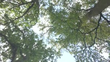 Yoğun bir ağacın yemyeşil yaprakları aşağıdan bakıldığında parlak mavi bir gökyüzüne karşı dururlar.