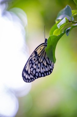 Siyah beyaz bir kelebeğin yeşil bir yaprağın üzerinde bulanık bir arkaplanda dinlendiği yakın plan..