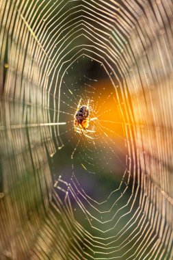 Gün batımında karmaşık ağ desenlerini vurgulayan bir güneş ışınıyla bir örümceğin dramatik yakın çekimi.