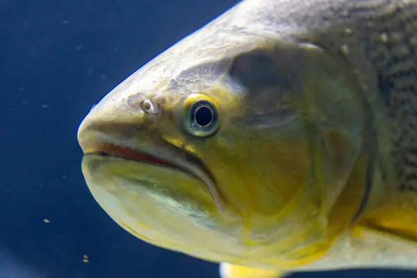 stock image An indepth view of a fish underwater, capturing the complex details of marine life through a camera lens