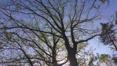 Güneşli mavi gökyüzünün altında, güzel, açık bir günde doğanın güzelliğini yansıtan bir ağaç gölgesinin fotoğrafı.