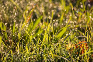 Su damlacıklarıyla kaplı çimenli bir arazinin detaylı bir görüntüsü, çimen, su, toprak örtüsü ve çayır benzeri elementlerle doğal bir manzara sergiliyor.