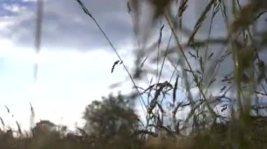 Bulutlu bir gökyüzünün altında, sakin bir arazide, vahşi çimenlerin arasından gün doğumu, huzuru yakalayan bir görüntü..